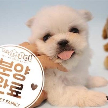 말티푸 ♂ 03.30 분양완료