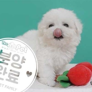 비숑프리제 ♀ 04.09 분양완료