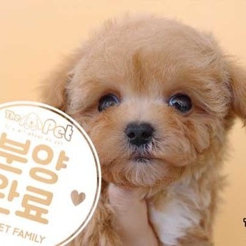 말티푸 ♂ 01.07 분양완료