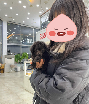 푸들 분양후기 [23.11.12]