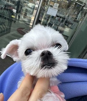 말티즈 분양후기 [23.03.11]