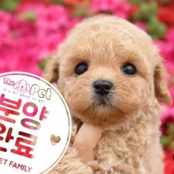 말티푸 ♂ 02.20 분양완료