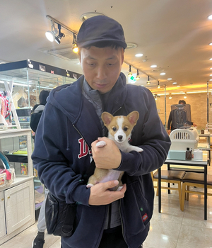 웰시코기 분양후기 [23.11.22]