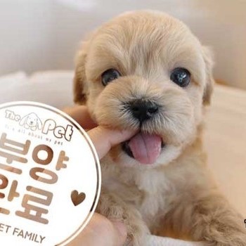 말티푸 ♂ 02.06 분양완료