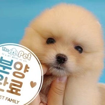 포메라니안 ♂ 08.01 분양완료