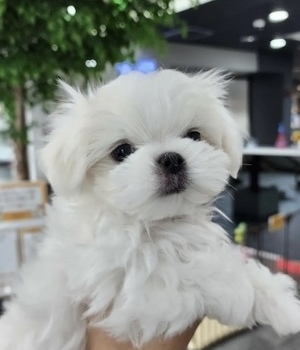 말티즈 분양후기/중리점 [23.04.09]