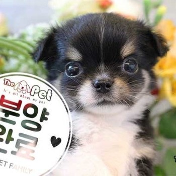 치와와 ♂ 9.11 분양완료