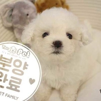 비숑프리제 ♀ 01.10 분양완료
