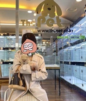 포메라니안 분양후기 [23.04.16]
