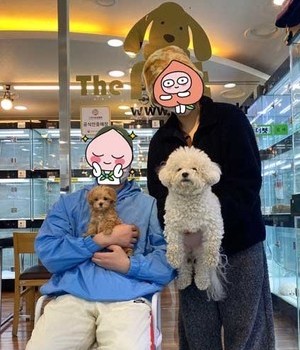 말티푸 분양후기 [23.02.21]