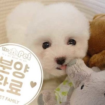비숑프리제 ♂ 01.24 분양완료
