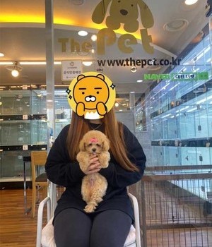말티푸 분양후기 [23.05.29]