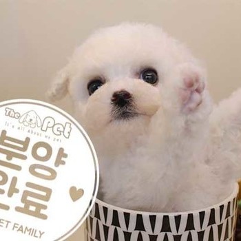비숑프리제 ♀ 11.11 분양완료