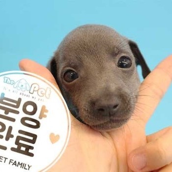 이탈리안그레이하운드 ♂ 06.28 분양완료