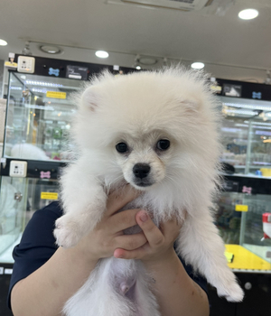 포메라니안 분양후기 [23.08.05]