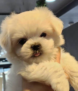 말티즈 분양후기[23.05.15]