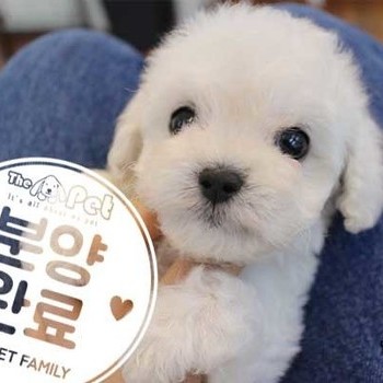 비숑프리제 ♂ 01.06 분양완료