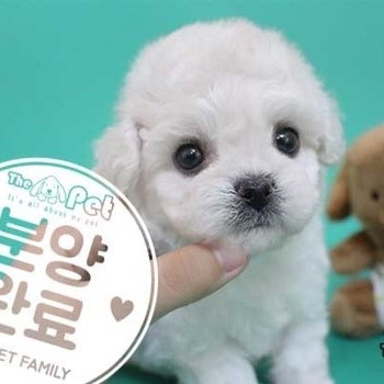 비숑프리제 ♂ 04.09 분양완료