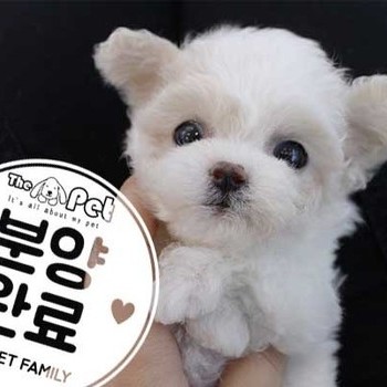 푸들 ♀ 11.10 분양완료