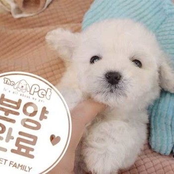 비숑프리제 ♀12.23 분양완료