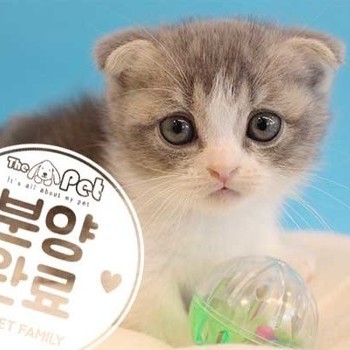먼치킨 ♀ 7.12 분양완료