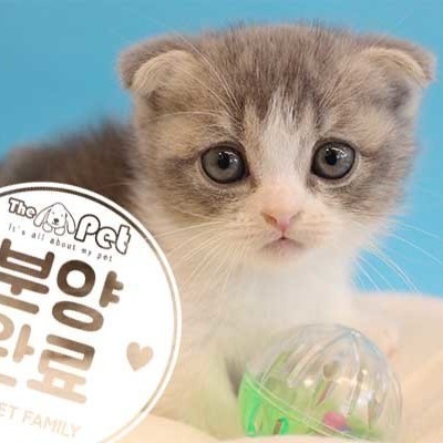 먼치킨 ♀ 7.12 분양완료