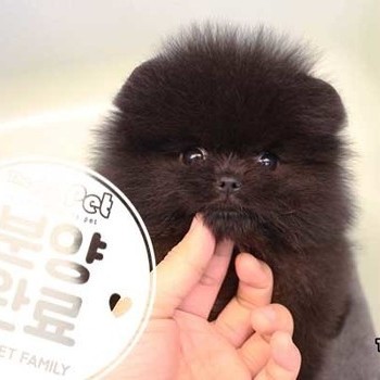 포메라니안 ♂ 11.18 분양완료