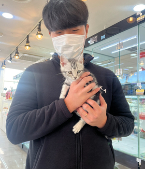 아메리카숏헤어 분양후기 [23.11.25]