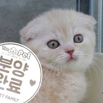 스코티쉬폴드 ♀ 12.04 분양완료
