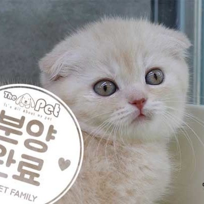 스코티쉬폴드 ♀ 12.04 분양완료