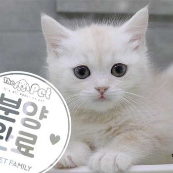 브리티쉬숏헤어 ♀ 02.08 분양완료