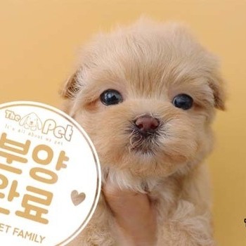 말티푸 ♀ 01.08 분양완료