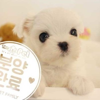 말티즈 ♂ 06.25 분양완료