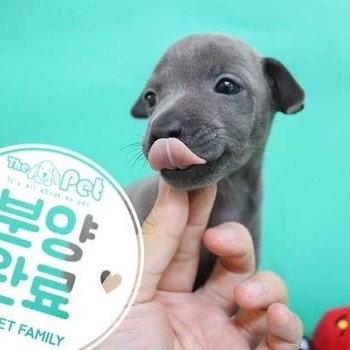 이탈리안그레이하운드 ♀ 05.21 분양완료