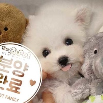 비숑프리제 ♂ 02.07 분양완료