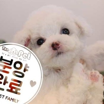 비숑프리제 ♂ 10.31 분양완료