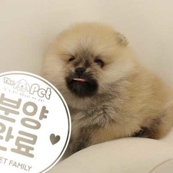 포메라니안 ♀ 07.05 분양완료