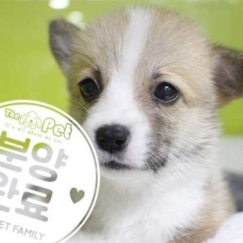 웰시코기 ♂ 5.26 분양완료