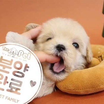 말티푸 ♂ 08.25 분양완료