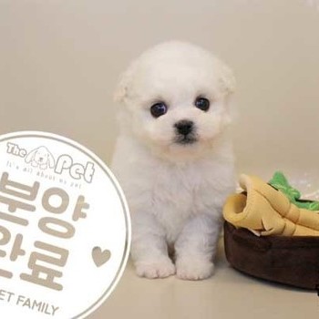 비숑프리제 ♀ 11.13 분양완료