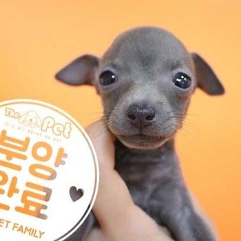 이탈리안그레이하운드 ♀ 05.14 분양완료