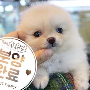 폼피츠 ♀ 11.04 분양완료