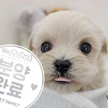 말티푸 ♂ 01.10 분양완료