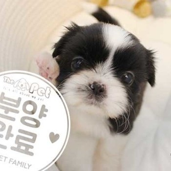 시츄 ♀ 01.10 분양완료