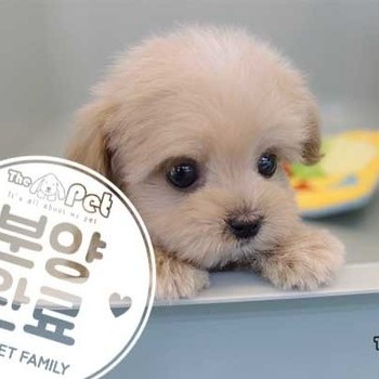 말티푸 ♂ 11.30 분양완료