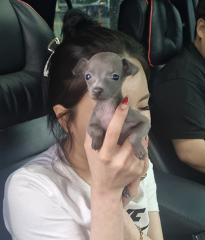이탈리안그레이하운드 분양후기 [23.07.15]