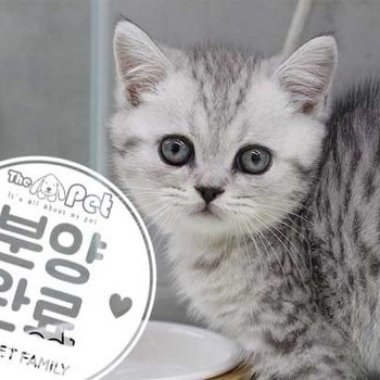 브리티쉬숏헤어 ♂ 02.14 분양완료