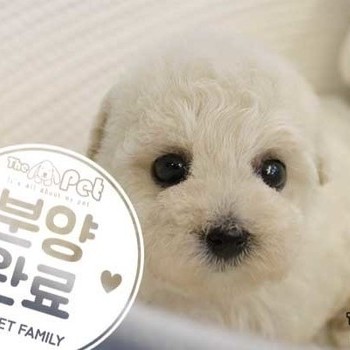 비숑프리제 ♀12.10 분양완료