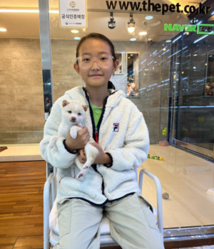 시바이누 분양후기 [23.10.19]