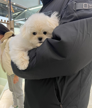 말티즈 분양후기 [23.11.25]